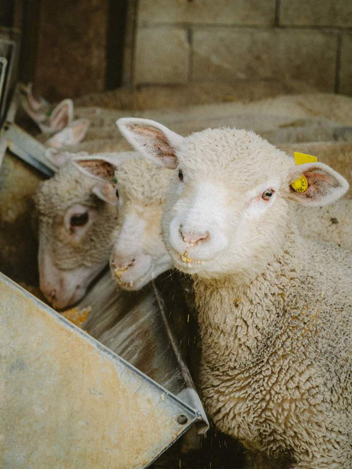 Vente de colis agneau Tours
